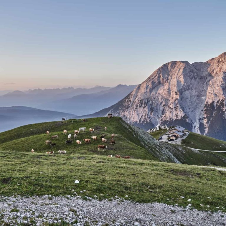 Sonnenaufgang bei der Rotmoosalm im Gaistal - Blick auf die Alm und Kuhherde